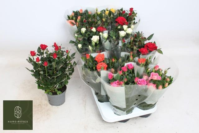 <h4>RO KORDANA GEM 5 SRT</h4>