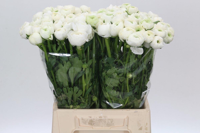 <h4>Ranunculus Elegance White</h4>