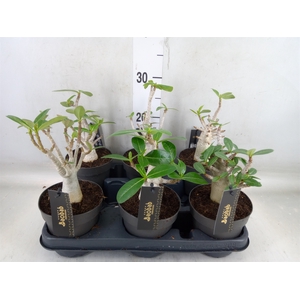 Adenium NB 'Ansu Baobab'
