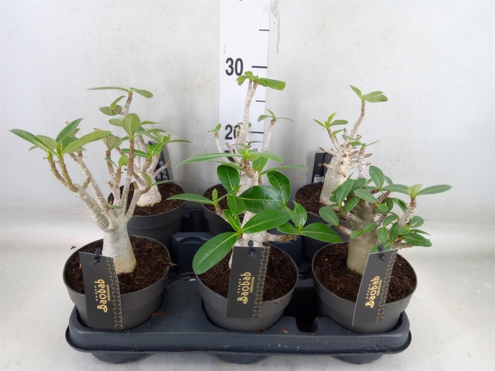 <h4>Adenium NB 'Ansu Baobab'</h4>