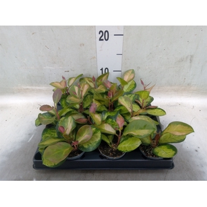 Hoya carnosa 'Tricolor'