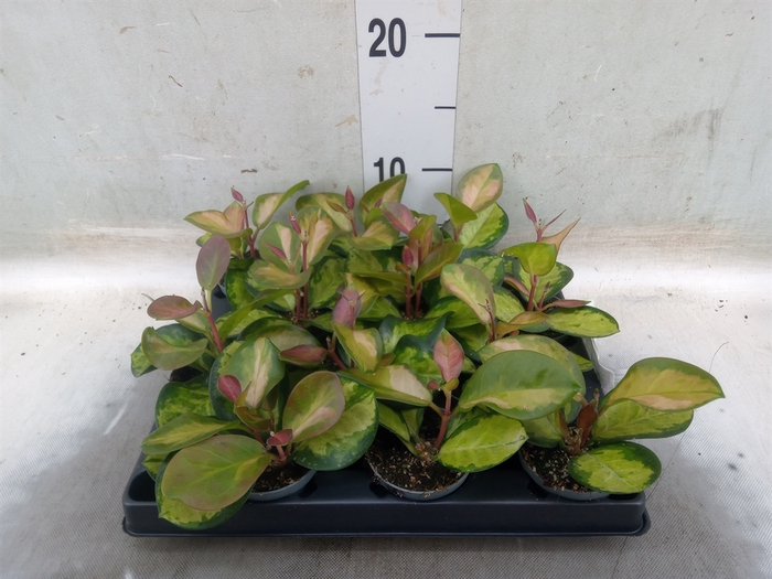 <h4>Hoya carnosa 'Tricolor'</h4>