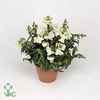 Antirrhinum  'FloriniDiana White'