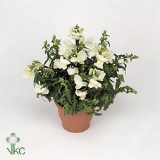 Antirrhinum  'FloriniDiana White'