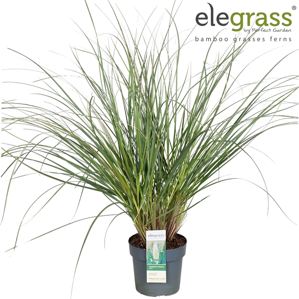 <h4>Cortaderia selloana 'Evita' P23</h4>