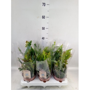 Epiphyllum anguliger