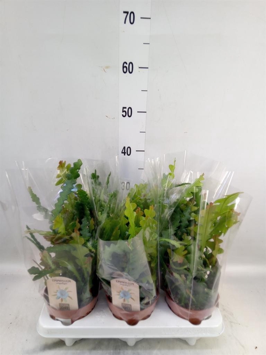 <h4>Epiphyllum anguliger</h4>