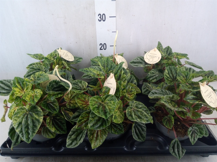 <h4>Peperomia</h4>