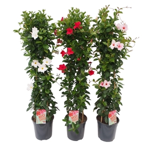 Sundaville (Dipladenia) mix P24 piramide