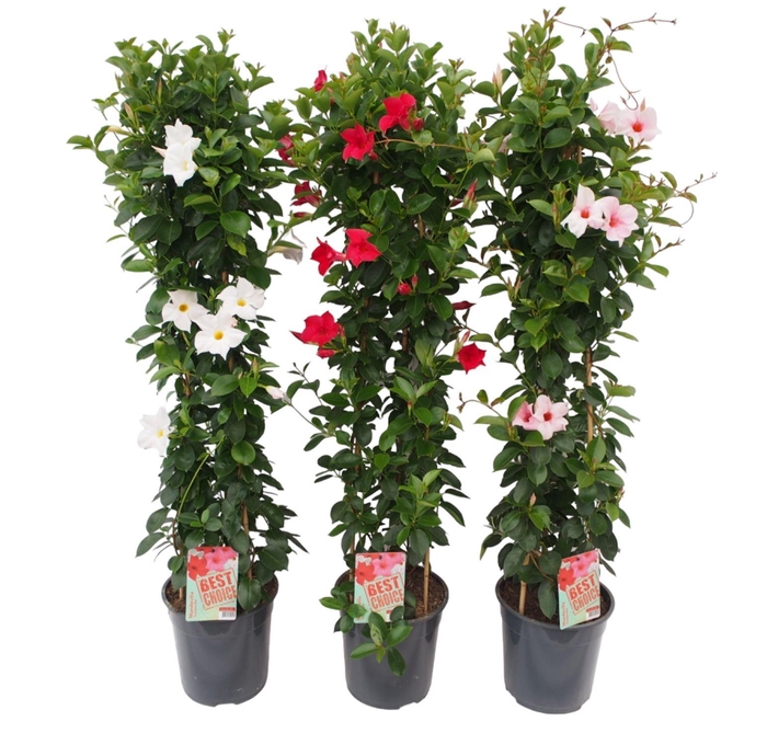 <h4>Sundaville (Dipladenia) mix P24 piramide</h4>