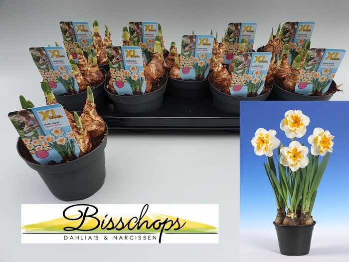 <h4>NARC D PEACH SWIRL</h4>