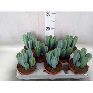 Cereus   ...