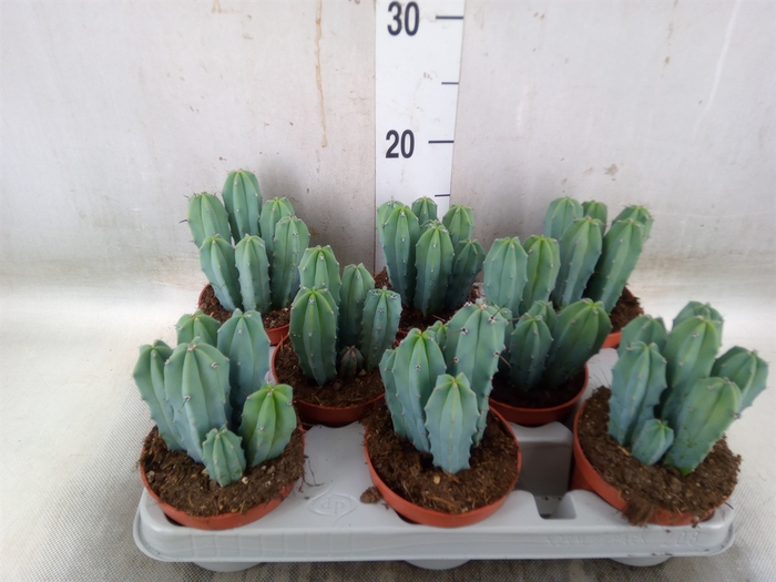 <h4>Cereus   ...</h4>