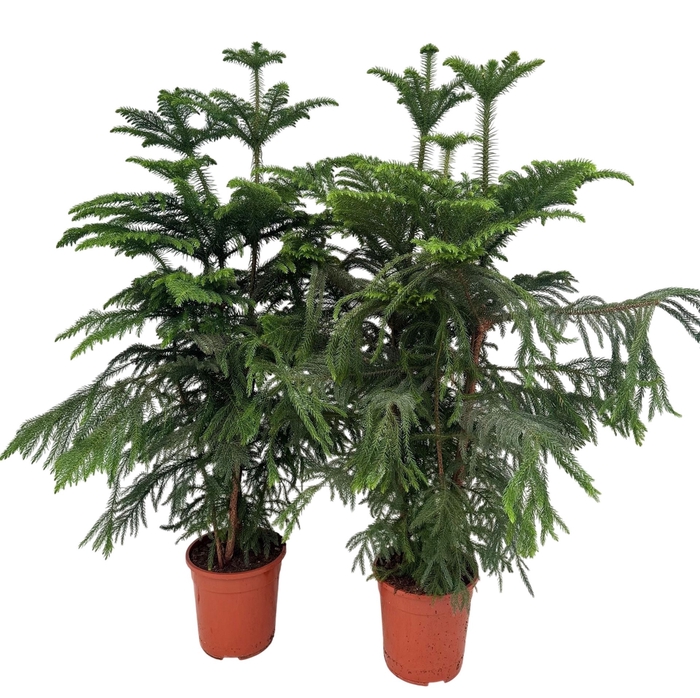 <h4>Araucaria heterophylla</h4>