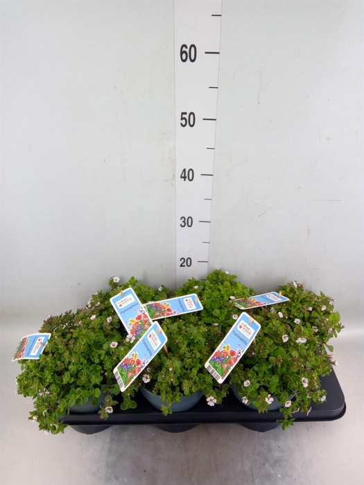 <h4>Gypsophila   ...</h4>