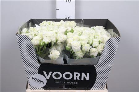 <h4>R Tr Wedding Party</h4>