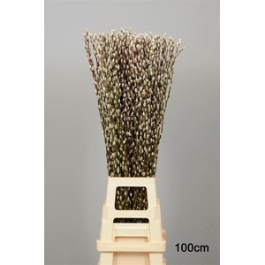 Salix Wilgenkatjes 100cm Duitse