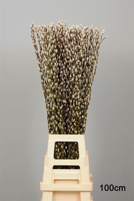 <h4>Salix Wilgenkatjes 100cm Duitse</h4>