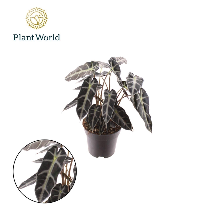 <h4>Alocasia Bambino Arrow 2 p.p.</h4>
