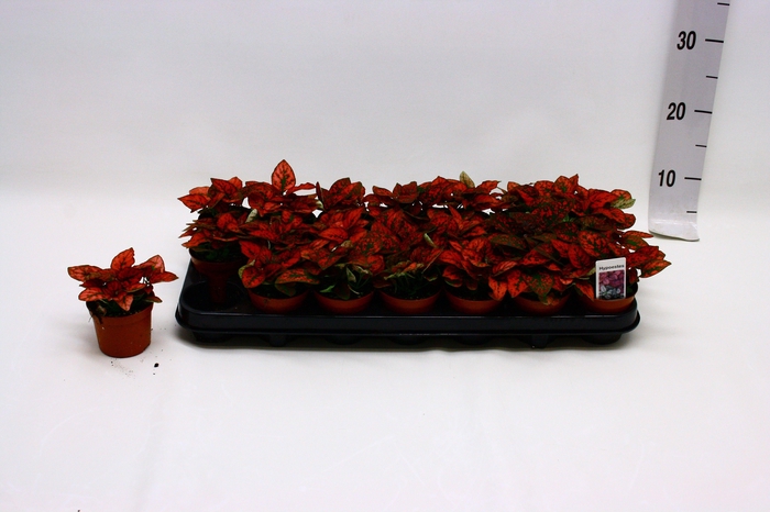 arr8 Hypoest Conf C Red