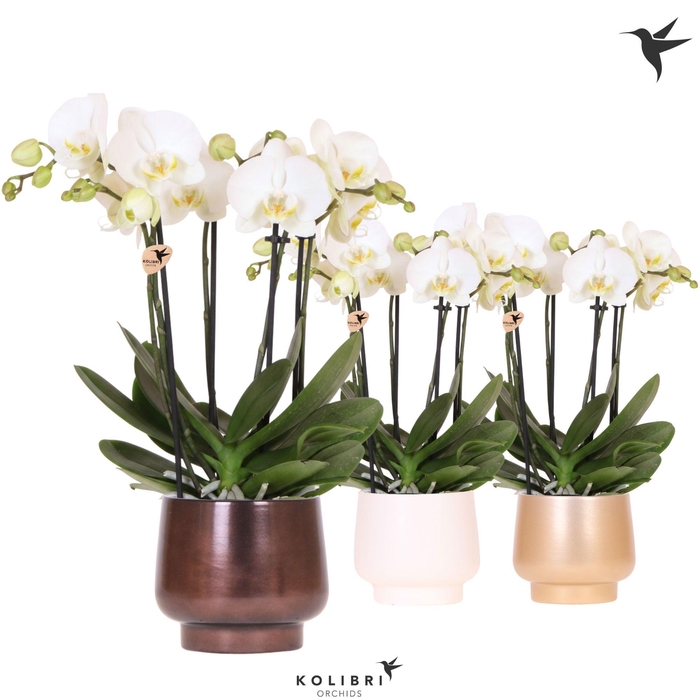 <h4>Kolibri Orchids Phalaenopsis Jewel Ghent 4 spike in Scandic pot mix</h4>