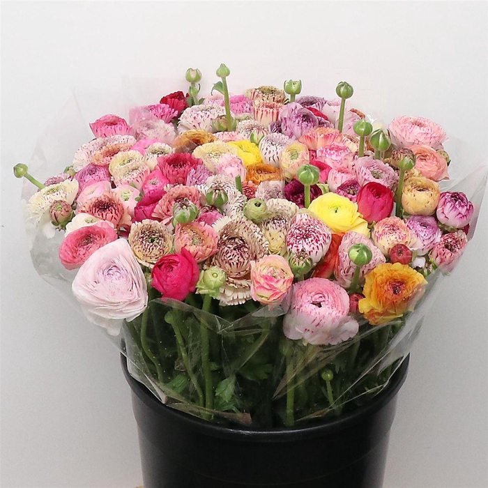 <h4>Ran El Stripe Mix Super</h4>