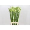 Nerine Like a Virgin