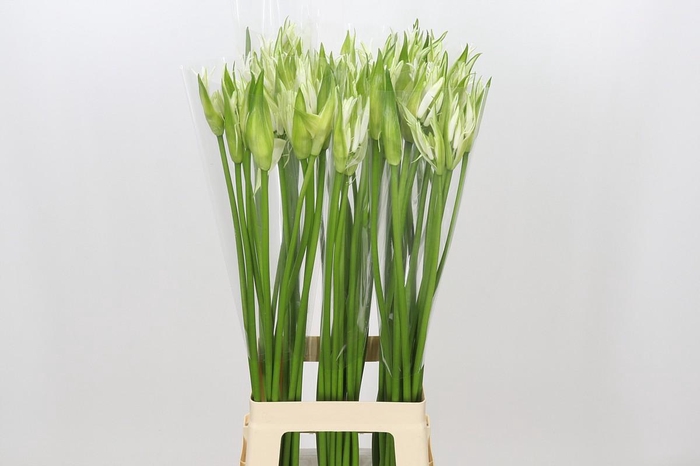 Nerine Like a Virgin