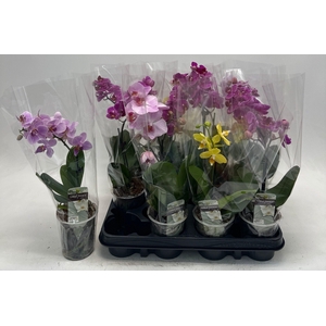 PHAL GEM
