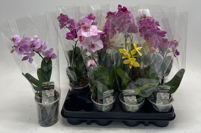 <h4>PHAL GEM</h4>