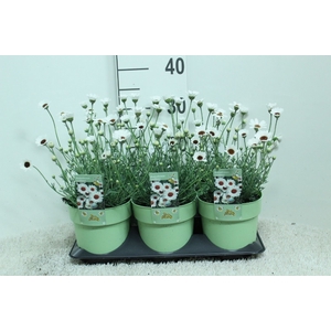 Rhodanthemum  'Casablanca'