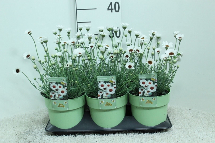 <h4>Rhodanthemum  'Casablanca'</h4>