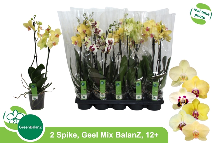 <h4>PHAL OV GEEL</h4>