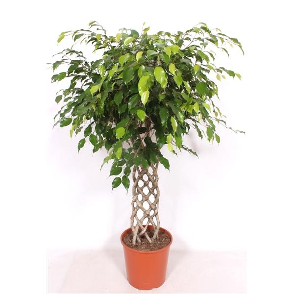 <h4>Ficus benjamina 'Exotica'</h4>