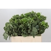 Pittosporum Ilan