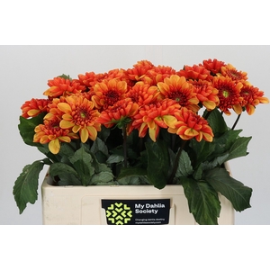 Dahlia American Sunset