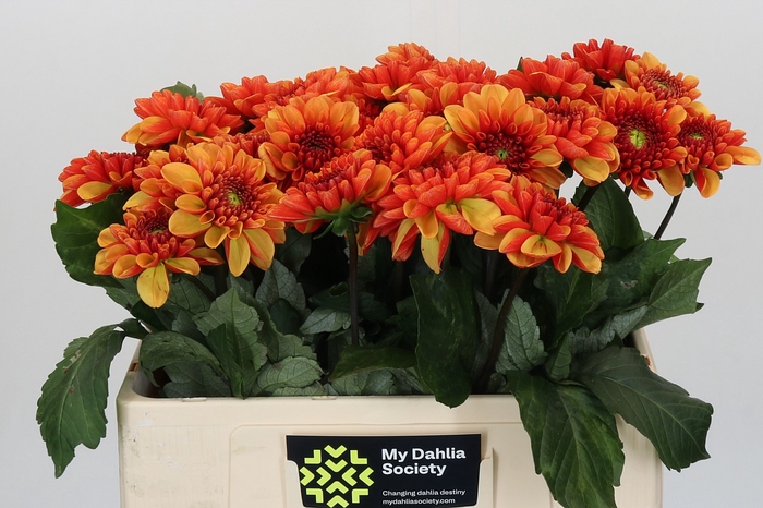 <h4>Dahlia American Sunset</h4>