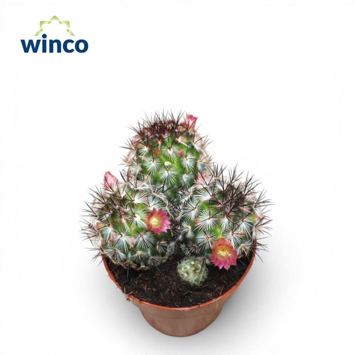 <h4>Mammillaria Microhelia Group (Flowering)</h4>