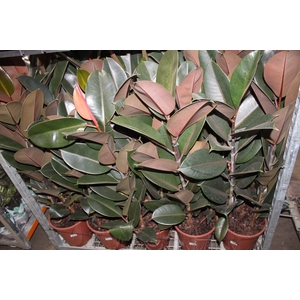 FICUS ELASTICA BURGUNDY P24