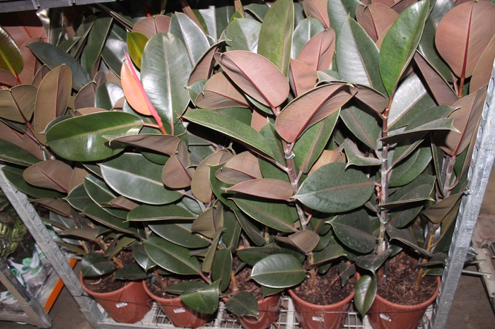 <h4>FICUS ELASTICA BURGUNDY P24</h4>