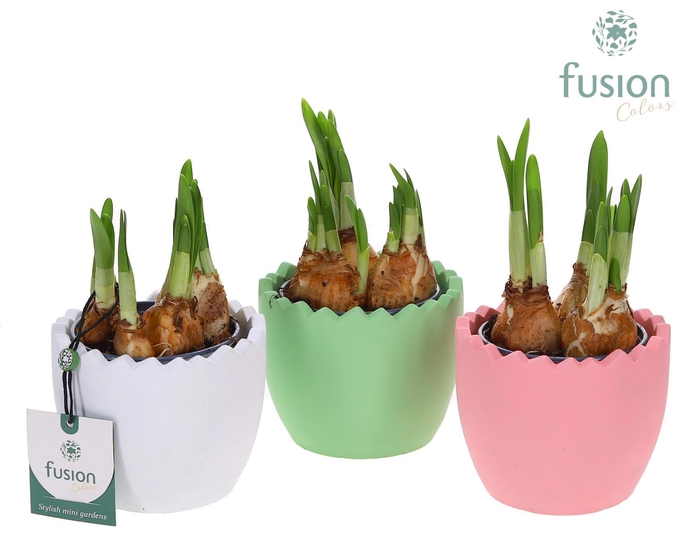 <h4>Pasen ei met Narcis</h4>