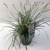 Carex oshimensis Everest