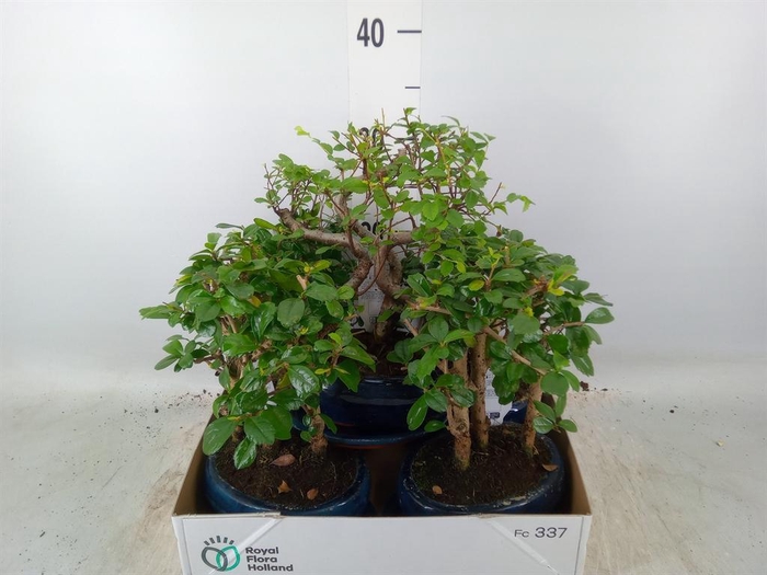 <h4>Bonsai   ...mix</h4>
