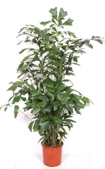 <h4>Caryota mitis</h4>