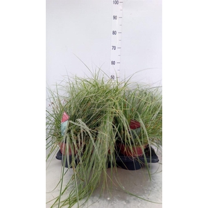 Carex oshimensis 'Everest'