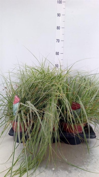<h4>Carex oshimensis 'Everest'</h4>