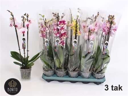 Phal Gem 5 Kl
