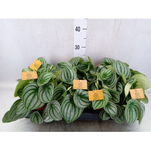 Peperomia argyreia