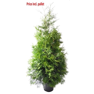 Thuja occ. Brabant, plantmaat 160-180 cm - Rondgestoken - PALLET