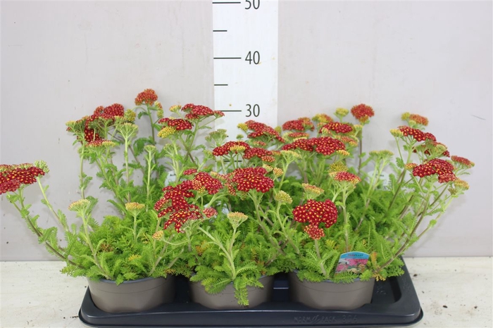 <h4>Achillea Millefolium Red</h4>